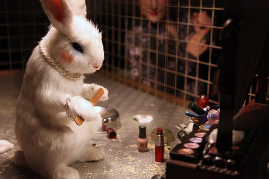 animal testing beautybybrookeleanne