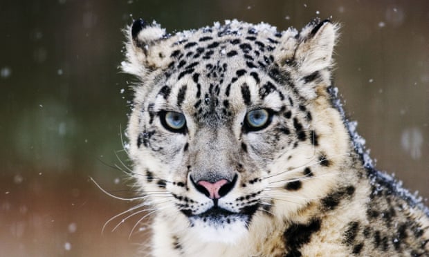 08 Mothers WWF Adoptions — image courtesy of Klaus Honal